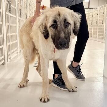 Andre -  Anatolian Shepherd Dog for Adoption in Chicago, Illinois - Andre | PetCurious