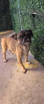 61662509 -  Pug and Mixed Breed Dog for Adoption in El Paso, Texas - 61662509 | PetCurious