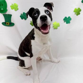 Husky Dogs Available for Adoption - 308 (2026) Duke | PetCurious