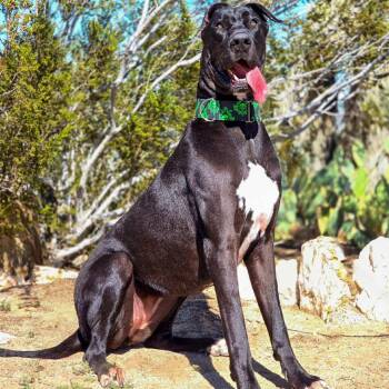 Rescue Great Dane Dogs for Adoption in Tehachapi, California - Lois Lane | PetCurious
