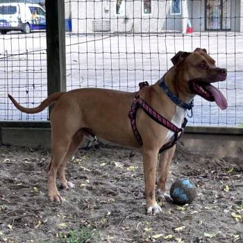 King -  Pit Bull Terrier and Mixed Breed Dog for Adoption in Ashtabula, Ohio - King | PetCurious
