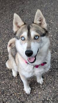 Rescue Husky Dogs for Adoption in Winnipeg, Manitoba - Smarty Sue | PetCurious