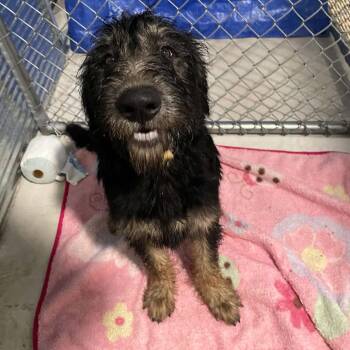 Yankee Doodle Dandy -  Standard Poodle Dog for Adoption in Chanute, Kansas - Yankee Doodle Dandy | PetCurious