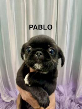 Pablo -  Pug Dog for Adoption in Sumter, South Carolina - Pablo | PetCurious