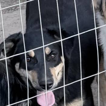 Australian Shepherd and German Shepherd Dog Dogs Available for Adoption in Livingston, Texas - Dakota | PetCurious