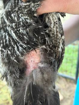 Mixed Breed Dogs Available for Adoption in Columbia, Tennessee - Chicken #9 | PetCurious