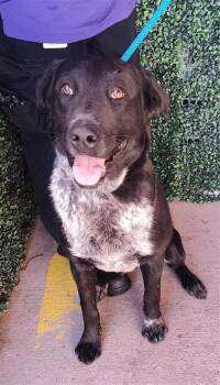 Labrador Retriever and Mixed Breed Dogs Available for Adoption in El Paso, Texas - 60845374 | PetCurious
