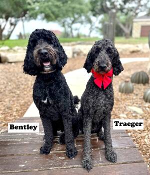 Goldendoodle Dogs Available for Adoption in Fairfield, Connecticut - Bentley | PetCurious