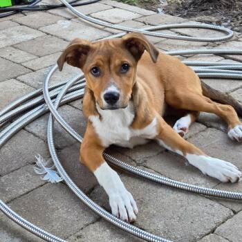 Rumi -  Beagle and Mixed Breed Dog Available for Adoption - Rumi | PetCurious