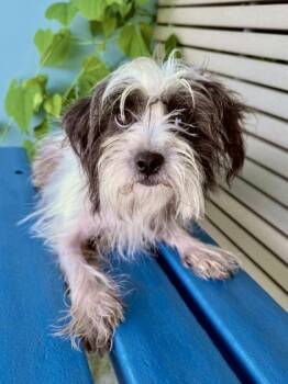 Esmerelda -  Shih Tzu and Mixed Breed Dog for Adoption in New Orleans, Louisiana - Esmerelda | PetCurious