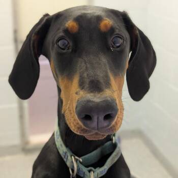 7948 Lexi -  Doberman Pinscher Dog for Adoption in Sandown, New Hampshire - 7948 Lexi | PetCurious