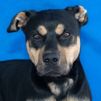 Rescue German Shepherd Dog and Pit Bull Terrier Dogs for Adoption in Pasadena, California - CAROLINA | PetCurious