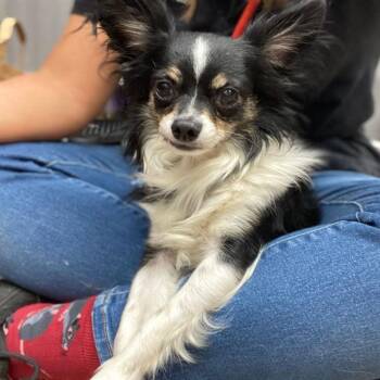 Roger -  Chihuahua Dog for Adoption in Fort Collins, Colorado - Roger | PetCurious