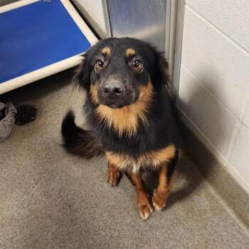 JUNO -  Australian Shepherd and Mixed Breed Dog for Adoption - JUNO | PetCurious