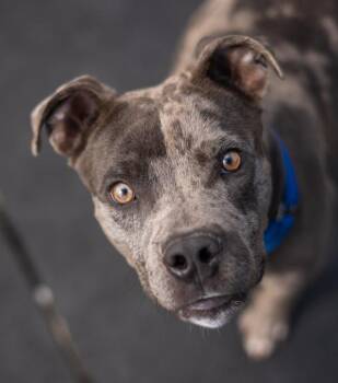 Fezco -  Catahoula Leopard Dog Dog for Adoption in Stratham, New Hampshire - Fezco | PetCurious