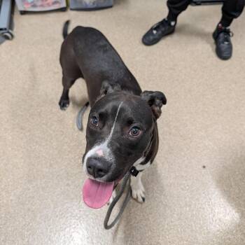Kirby -  Pit Bull Terrier and Mixed Breed Dog for Adoption in League City, Texas - Kirby | PetCurious