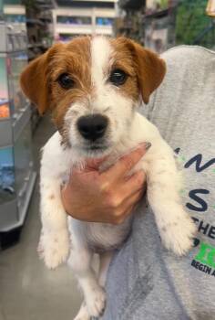 Luigi -  Jack Russell Terrier and Chihuahua Dog for Adoption in Valparaiso, Indiana - Luigi | PetCurious