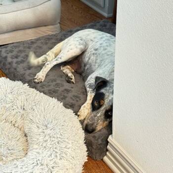 Rose -  Australian Cattle Dog Blue Heeler and Terrier Dog for Adoption in Bloomfield, Connecticut - Rose | PetCurious