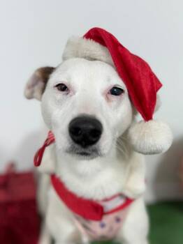 Labrador Retriever and Jack Russell Terrier Dogs Available for Adoption - Everglow | PetCurious