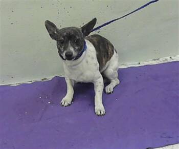 Chihuahua and Mixed Breed Dogs Available for Adoption - SHADOW | PetCurious