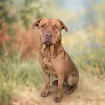 Terrier and Retriever Dogs Available for Adoption in Elgin, Texas - Ivy (URGENT) | PetCurious