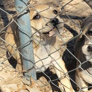 Dachshund and Mixed Breed Dogs Available for Adoption - Grim | PetCurious