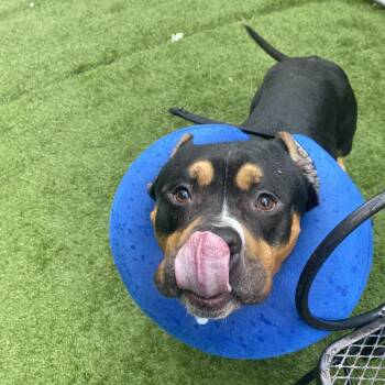 Bronx -  Mixed Breed Dog for Adoption in Davenport, Iowa - Bronx | PetCurious