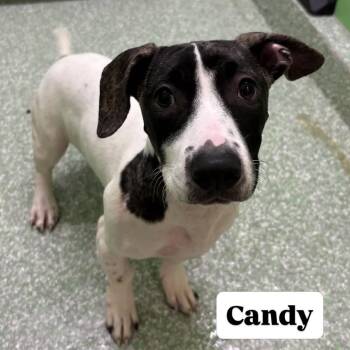 Candy -  Terrier and Hound Dog for Adoption in Calverton, New York - Candy | PetCurious