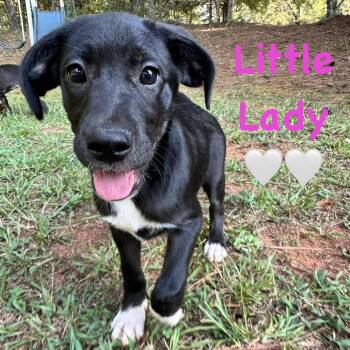 Little Lady -  Black Labrador Retriever and Mixed Breed Dog for Adoption in Peachtree City, Georgia - Little Lady | PetCurious