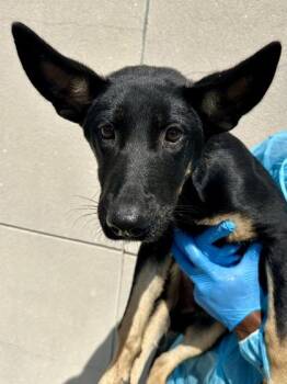 Filip -  Mixed Breed Dog for Adoption in Wichita, Kansas - Filip | PetCurious