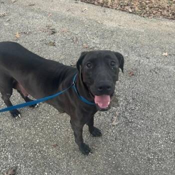 Great Dane and Black Labrador Retriever Dogs Available for Adoption - Hope | PetCurious