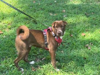 Rescue Shiba Inu and Shar Pei Dogs for Adoption in Grove City, Ohio - Hershey | PetCurious