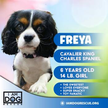 Freya -  Cavalier King Charles Spaniel Dog for Adoption in Cross Roads, Texas - Freya | PetCurious
