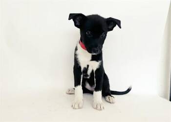TORTA -  Terrier Dog for Adoption in Brentwood, Missouri - TORTA | PetCurious
