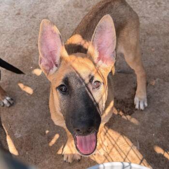 Sunny -  Shepherd and Mixed Breed Dog for Adoption in Lake Jackson, Texas - Sunny | PetCurious