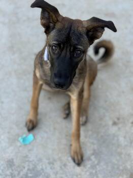 Rescue Basenji Dogs for Adoption in ROUGH READY, California - Janie | PetCurious