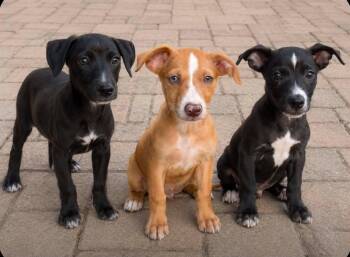 Hercules, Athena, Oreo -  Dachshund and Chihuahua Dog for Adoption in San Tan Valley, Arizona - Hercules, Athena, Oreo | PetCurious