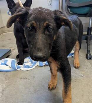 German Shepherd Dog Dogs Available for Adoption in Camarillo, California - A880185 | PetCurious