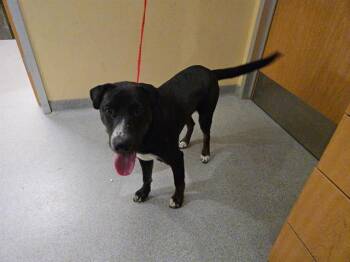 Rescue Labrador Retriever and Mixed Breed Dogs for Adoption in Tustin, California - FARMER | PetCurious