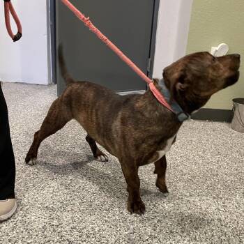 Mixed Breed Dogs Available for Adoption - Zoro | PetCurious