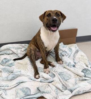 Freddie -  Terrier Dog for Adoption in Gulfport, Mississippi - Freddie | PetCurious