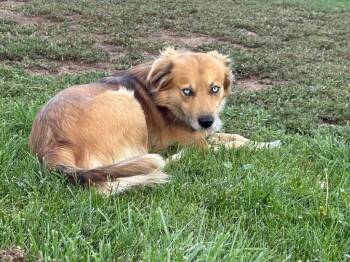 Weimu -  Husky and Golden Retriever Dog for Adoption in Heber City, Utah - Weimu | PetCurious