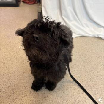 John Snow -  Mixed Breed Dog for Adoption in New York, New York - John Snow | PetCurious