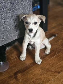 Australian Cattle Dog Blue Heeler and Terrier Dogs Available for Adoption - Ares The Heeler Mix Puppy | PetCurious