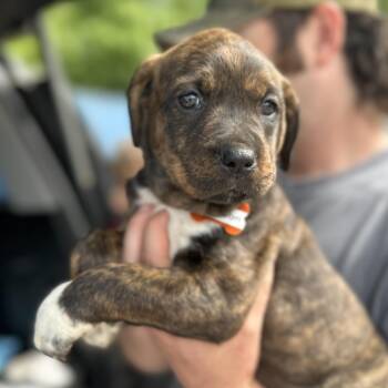 Pit Bull Terrier Dogs Available for Adoption - Madison | PetCurious