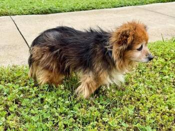 Pomeranian Dogs Available for Adoption in Maryville, Tennessee - Kelley | PetCurious