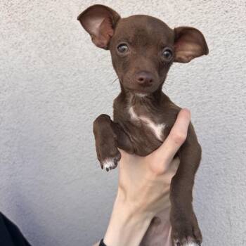 Chihuahua and Terrier Dogs Available for Adoption in Las Vegas, Nevada - Baron | PetCurious