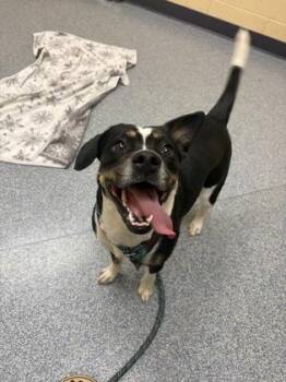 Camille -  Beagle and Mixed Breed Dog for Adoption in Westland, Michigan - Camille | PetCurious