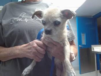 CHICA -  Chihuahua Dog for Adoption in Albuquerque, New Mexico - CHICA | PetCurious