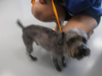 Schnauzer Dogs Available for Adoption in Ocala, Florida - ACE | PetCurious